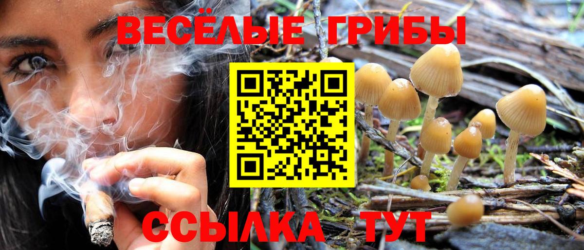 Псилоцибиновые грибы мицелий Кизилюрт